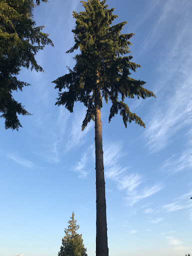 Golf «Tapps Island Golf Course», reviews and photos, 20818 Island Pkwy E, Lake Tapps, WA 98391, USA