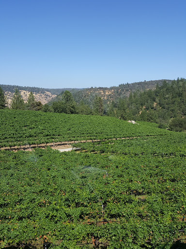 Vineyard «Gold Hill Vineyard», reviews and photos, 5660 Vineyard Ln, Placerville, CA 95667, USA