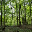 Whalen Memorial State Forest