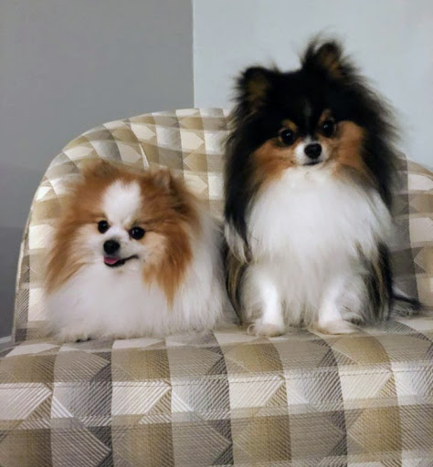 Pet Supply Store «LuLu & Luigi», reviews and photos, 3699 Joppa Ave S, St Louis Park, MN 55416, USA