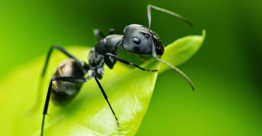 Pest control bedbugs Rosario