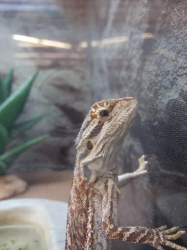 Pet Supply Store «Petco Animal Supplies», reviews and photos, 412 W Army Trail Rd, Bloomingdale, IL 60108, USA