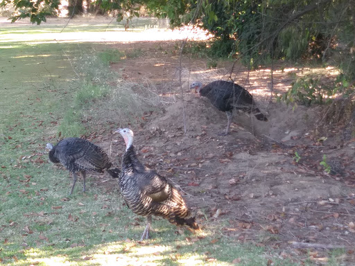 Golf Course «Campus Commons Golf Course», reviews and photos, 2 Cadillac Dr, Sacramento, CA 95825, USA