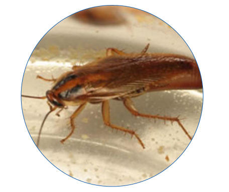 Cockroach pest control Cali