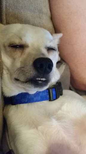 Pet Supply Store «Brothers Pet Nutrition Fort Lauderdale», reviews and photos, 195 N Federal Hwy, Fort Lauderdale, FL 33301, USA