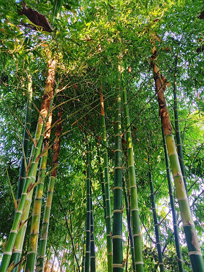 สวนไผ่ชายน์ชีว์@Shine Chee Bamboo