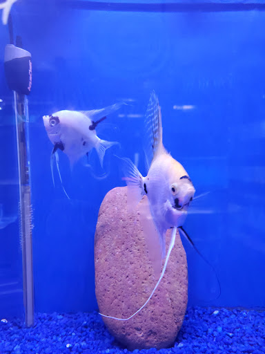 Lance's Aquarium