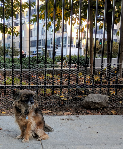 Dog Park «Rincon Hill Dog Park», reviews and photos, Bryant St & Beale St, San Francisco, CA 94105, USA