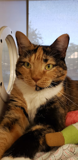 Pet Supply Store «Petco Animal Supplies», reviews and photos, 8111 W Broward Blvd, Plantation, FL 33324, USA