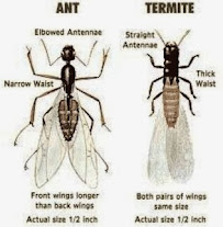 J&J Pest Control Inc - Photo 8 - Car repair in Austin, TX, Austin