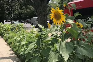 Polonne Sunflower Garden image