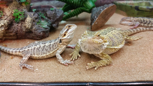 Pet Supply Store «Petco Animal Supplies», reviews and photos, 5850 Sepulveda Blvd, Van Nuys, CA 91411, USA