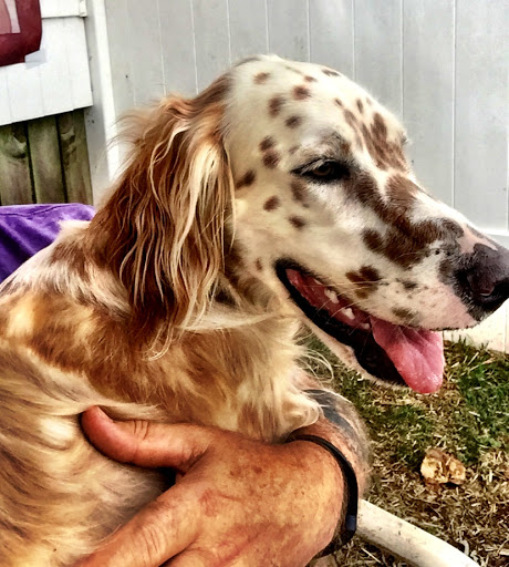 Pet Boarding Service «Howliday Inn Suites & Treats Pet Resort», reviews and photos, 1 Davis Ct, Hurricane, WV 25526, USA