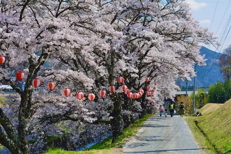 藤巻川の桜