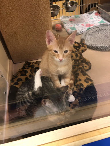 Pet Supply Store «PetSmart», reviews and photos, 931 I-30 Frontage Rd, Rockwall, TX 75032, USA