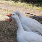 Photo n°19 de l'avis de Elena.a fait le 23/01/2022 à 15:27 sur le  Ristorante Rosmarino à Montemassi