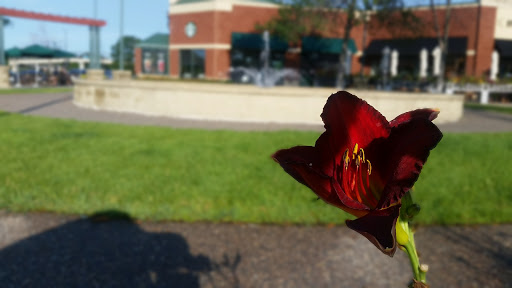 Coffee Shop «Starbucks», reviews and photos, 7802 Olson Memorial Hwy, Golden Valley, MN 55427, USA