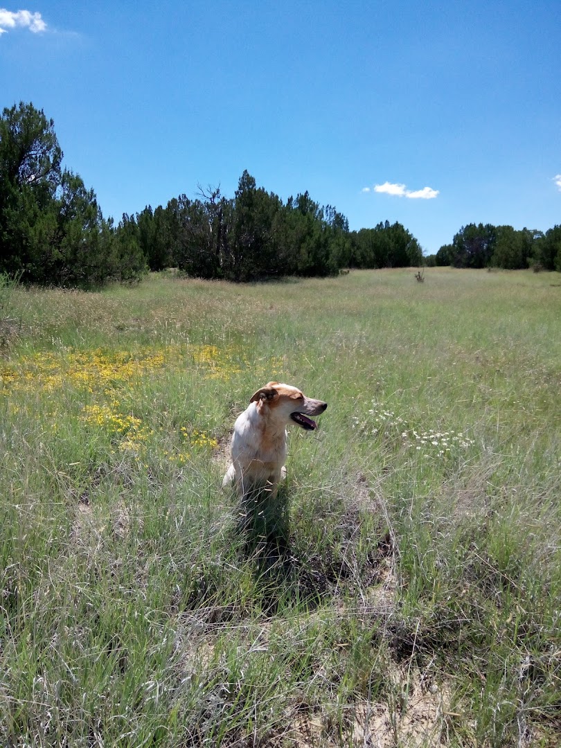 DOG ADVENTURE HOTEL