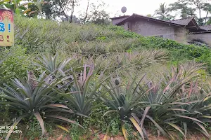 Sakurali Plantation and Sinharaja Agri Resort image