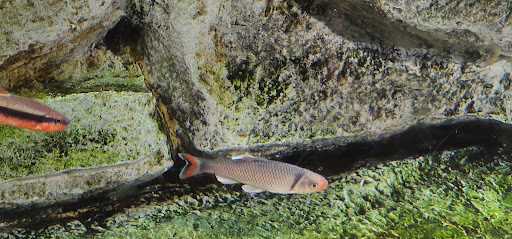 Aquarium «South Carolina Aquarium», reviews and photos, 100 Aquarium Wharf, Charleston, SC 29401, USA