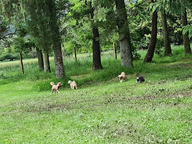 Marsden Valley Dog Park