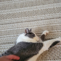 Concierge Pet Sitter/Dog Walker - Photo 9 - Car repair in Hummelstown, PA, Harrisburg