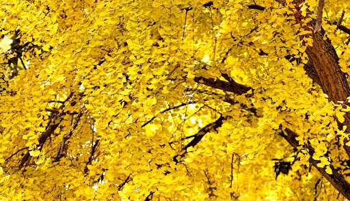 Local History Museum «Historic Travellers Rest Plantation & Museum», reviews and photos, 636 Farrell Pkwy, Nashville, TN 37220, USA