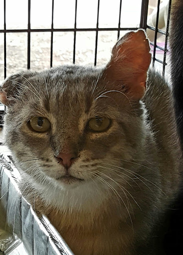 Pet Supply Store «Pet Supplies Plus», reviews and photos, 9 Waukegan Rd, Deerfield, IL 60015, USA