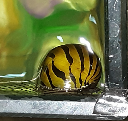 Pet Supply Store «Petco Animal Supplies», reviews and photos, 1201 E Washington Ave, Union Gap, WA 98903, USA