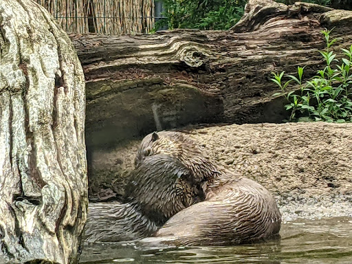 Zoo «Potter Park Zoo», reviews and photos, 1301 S Pennsylvania Ave, Lansing, MI 48912, USA