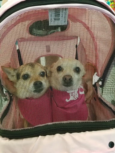 Pet Supply Store «Petco Animal Supplies», reviews and photos, 5151 Gosford Rd, Bakersfield, CA 93313, USA