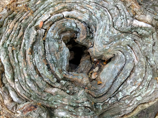 Park «Cliff Stephens Park», reviews and photos, 600 Fairwood Ave, Clearwater, FL 33759, USA