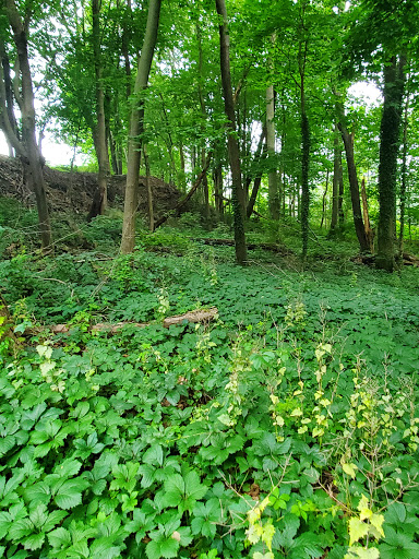 Park «Webb Park», reviews and photos, 58 Summit St, Weymouth, MA 02188, USA