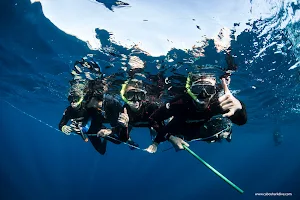 Cabo Shark Dive image
