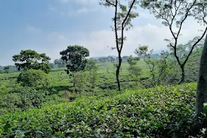 Wonosari Tea Plantation image