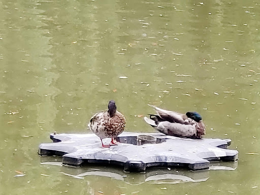 Park «Bowne Park», reviews and photos, 156-17 29th Ave, Flushing, NY 11354, USA