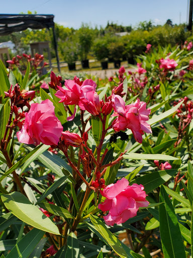 Plant Nursery «HOUSTON PLANTS & GARDEN WORLD», reviews and photos, 16726 North Fwy, Houston, TX 77090, USA