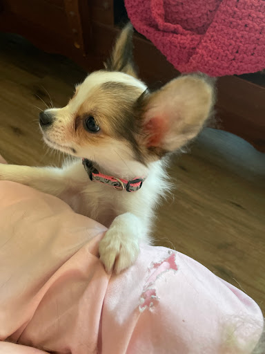 Pet Store «The Pet Zone», reviews and photos, 2001 South Rd, Poughkeepsie, NY 12601, USA