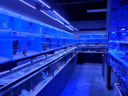Tropical Fish Store «Optimum Aquarium», reviews and photos, 840 Ernest W Barrett Pkwy NW #700, Kennesaw, GA 30144, USA