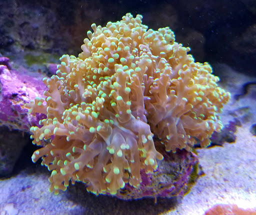 Aquarium «TCCorals Aquarium Service», reviews and photos, 2239 14th Ave, Vero Beach, FL 32960, USA