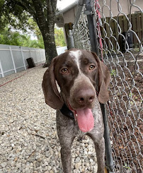 Petcare - Photo 8 - Car repair in Lehigh Acres, FL, Lehigh Acres