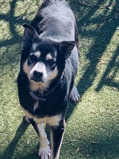 Animal Protection Organization «Greenville Humane Society», reviews and photos