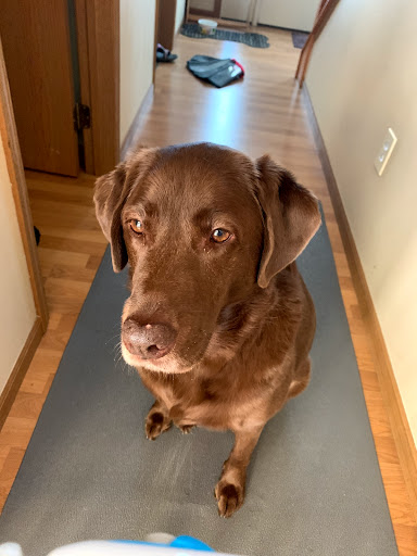 Olson Peter DVM image