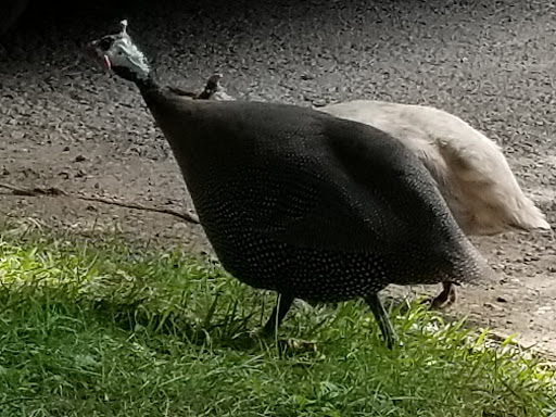 Winery «Greendance The Winery at Sandhill», reviews and photos, 306 Deerfield Rd, Mt Pleasant, PA 15666, USA