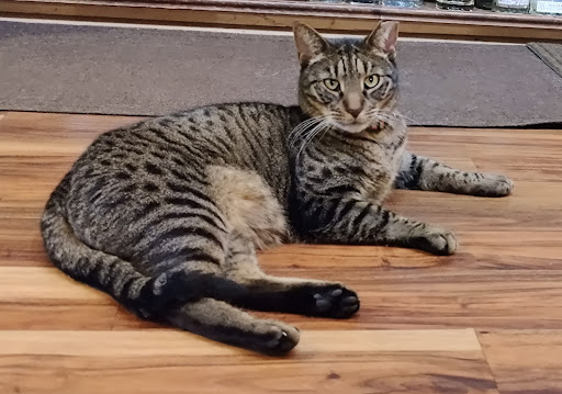 Wine Store «Cabrini Wines & Liquors», reviews and photos, 91 Pinehurst Ave, New York, NY 10033, USA