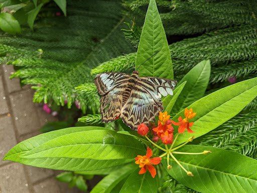 Garden «The Butterfly Place», reviews and photos, 120 Tyngsboro Rd, Westford, MA 01886, USA