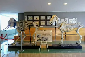 Natural Museum image
