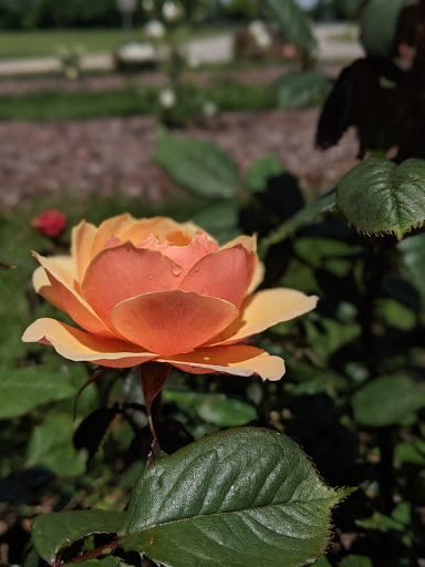 Community Center «NienhuisPark Community Center», reviews and photos, 3201 N 9th St, Broken Arrow, OK 74012, USA