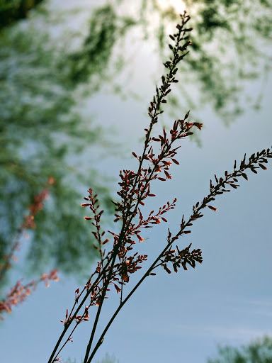 Park «Bicentennial Park», reviews and photos, 16705 N Nash St, Surprise, AZ 85378, USA