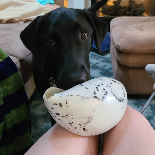 Pet Supply Store «Animal House Grooming & Quality», reviews and photos, 229 W Absecon Blvd, Absecon, NJ 08201, USA